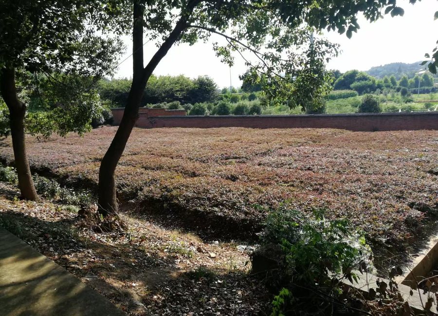 江宁铜山苗木基地