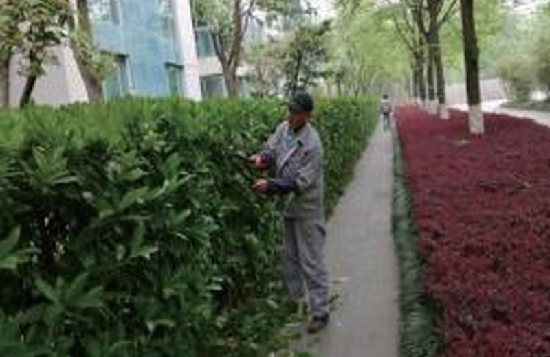四季养护：让绿色空间始终保持良好状态