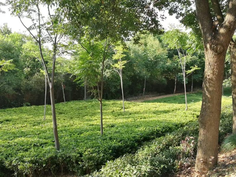 花圃苗木直供