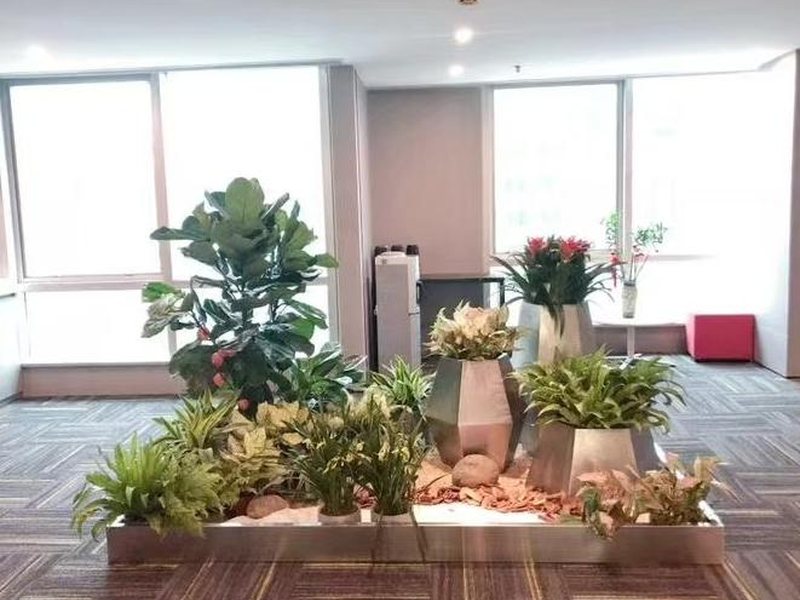 室内绿植租摆